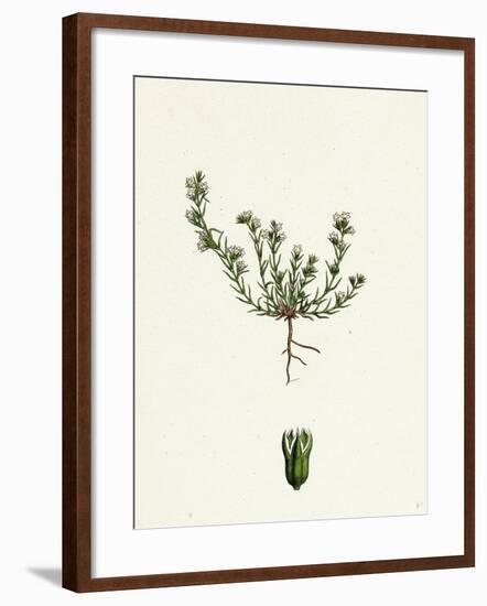 Scleranthus Annuus Var. Biennis Common Knawel Var. B-null-Framed Giclee Print