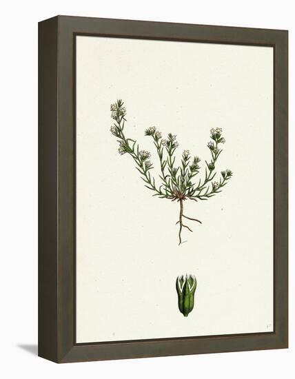 Scleranthus Annuus Var. Biennis Common Knawel Var. B-null-Framed Premier Image Canvas