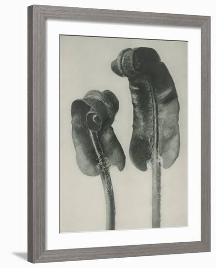 Scolopendrium vulgare-Karl Blossfeldt-Framed Giclee Print