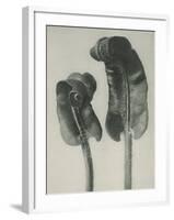 Scolopendrium vulgare-Karl Blossfeldt-Framed Giclee Print