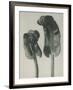 Scolopendrium vulgare-Karl Blossfeldt-Framed Giclee Print