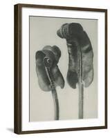 Scolopendrium vulgare-Karl Blossfeldt-Framed Giclee Print