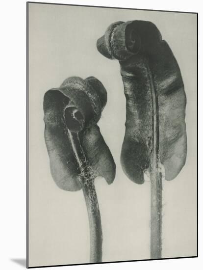 Scolopendrium vulgare-Karl Blossfeldt-Mounted Giclee Print