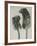 Scolopendrium vulgare-Karl Blossfeldt-Framed Giclee Print