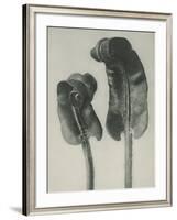 Scolopendrium vulgare-Karl Blossfeldt-Framed Giclee Print