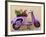 Scooter Flower Display, Symi Island, Dodecanese Islands, Greece-Peter Adams-Framed Photographic Print