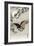 Scops Owl Flying under Cherry Blossoms-Koson Ohara-Framed Giclee Print