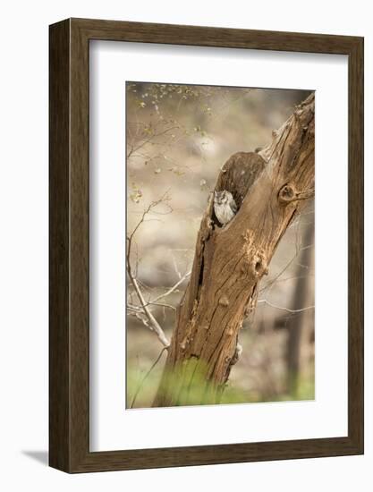 Scops Owl (Otus) (Strigidae), Ranthambhore, Rajasthan, India-Janette Hill-Framed Photographic Print