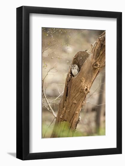 Scops Owl (Otus) (Strigidae), Ranthambhore, Rajasthan, India-Janette Hill-Framed Photographic Print