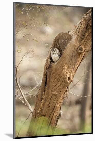 Scops Owl (Otus) (Strigidae), Ranthambhore, Rajasthan, India-Janette Hill-Mounted Photographic Print