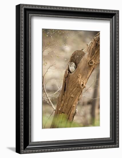 Scops Owl (Otus) (Strigidae), Ranthambhore, Rajasthan, India-Janette Hill-Framed Photographic Print