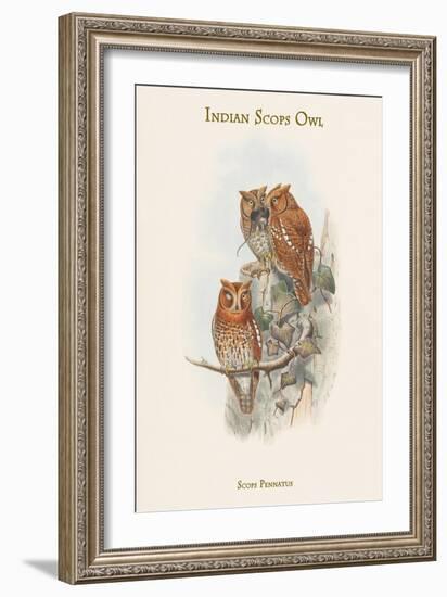 Scops Pennatus - Indian Scops Owl-John Gould-Framed Art Print