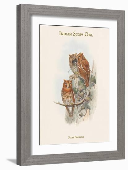 Scops Pennatus - Indian Scops Owl-John Gould-Framed Art Print