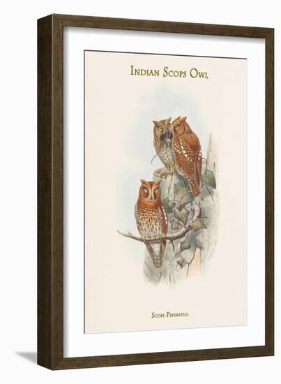 Scops Pennatus - Indian Scops Owl-John Gould-Framed Art Print