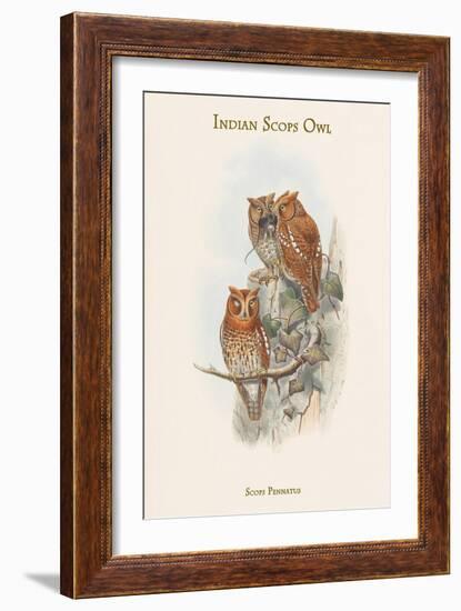 Scops Pennatus - Indian Scops Owl-John Gould-Framed Art Print