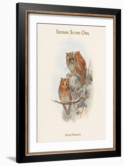 Scops Pennatus - Indian Scops Owl-John Gould-Framed Art Print