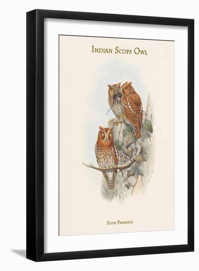 Scops Pennatus - Indian Scops Owl-John Gould-Framed Art Print