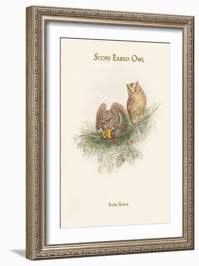 Scops Zorca - Scops Eared Owl-John Gould-Framed Art Print