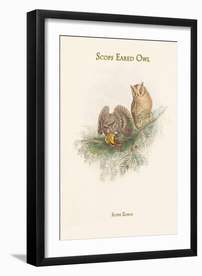 Scops Zorca - Scops Eared Owl-John Gould-Framed Art Print