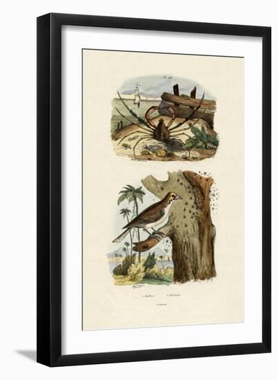 Scorpion Spider Crab, 1833-39-null-Framed Giclee Print