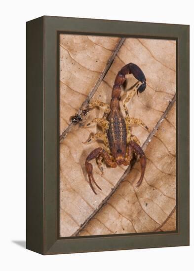 Scorpion, Yasuni NP, Amazon Rainforest, Ecuador, South America-Pete Oxford-Framed Premier Image Canvas