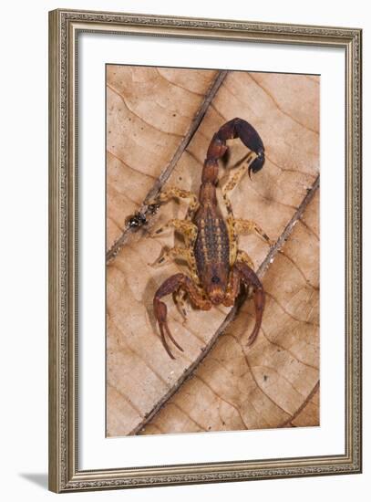 Scorpion, Yasuni NP, Amazon Rainforest, Ecuador, South America-Pete Oxford-Framed Photographic Print