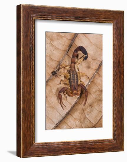 Scorpion, Yasuni NP, Amazon Rainforest, Ecuador, South America-Pete Oxford-Framed Photographic Print