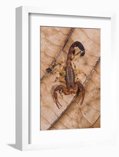 Scorpion, Yasuni NP, Amazon Rainforest, Ecuador, South America-Pete Oxford-Framed Photographic Print