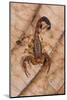 Scorpion, Yasuni NP, Amazon Rainforest, Ecuador, South America-Pete Oxford-Mounted Photographic Print