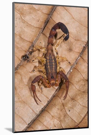 Scorpion, Yasuni NP, Amazon Rainforest, Ecuador, South America-Pete Oxford-Mounted Photographic Print