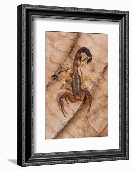 Scorpion, Yasuni NP, Amazon Rainforest, Ecuador, South America-Pete Oxford-Framed Photographic Print