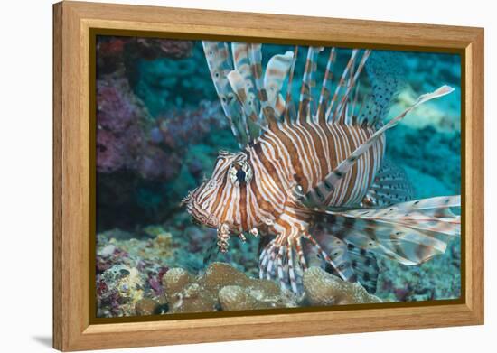 Scorpionfish (Common Lionfish) (Pterois Miles), Southern Thailand, Andaman Sea, Indian Ocean, Asia-Andrew Stewart-Framed Premier Image Canvas