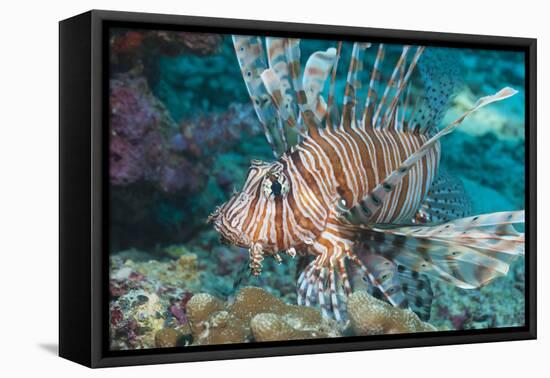 Scorpionfish (Common Lionfish) (Pterois Miles), Southern Thailand, Andaman Sea, Indian Ocean, Asia-Andrew Stewart-Framed Premier Image Canvas