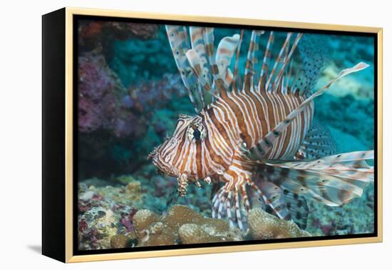 Scorpionfish (Common Lionfish) (Pterois Miles), Southern Thailand, Andaman Sea, Indian Ocean, Asia-Andrew Stewart-Framed Premier Image Canvas