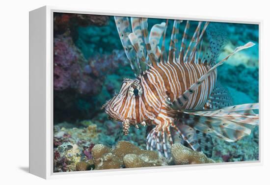 Scorpionfish (Common Lionfish) (Pterois Miles), Southern Thailand, Andaman Sea, Indian Ocean, Asia-Andrew Stewart-Framed Premier Image Canvas