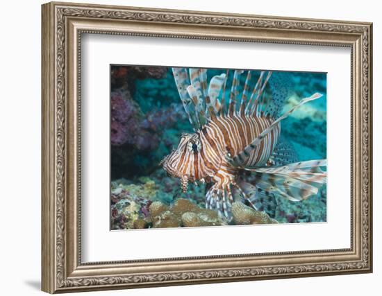 Scorpionfish (Common Lionfish) (Pterois Miles), Southern Thailand, Andaman Sea, Indian Ocean, Asia-Andrew Stewart-Framed Photographic Print