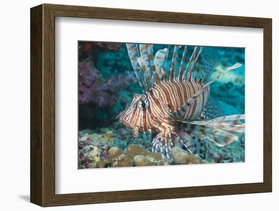 Scorpionfish (Common Lionfish) (Pterois Miles), Southern Thailand, Andaman Sea, Indian Ocean, Asia-Andrew Stewart-Framed Photographic Print