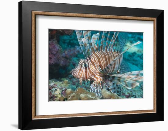 Scorpionfish (Common Lionfish) (Pterois Miles), Southern Thailand, Andaman Sea, Indian Ocean, Asia-Andrew Stewart-Framed Photographic Print