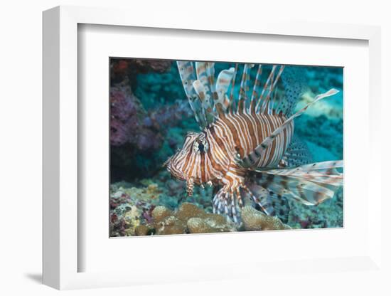 Scorpionfish (Common Lionfish) (Pterois Miles), Southern Thailand, Andaman Sea, Indian Ocean, Asia-Andrew Stewart-Framed Photographic Print