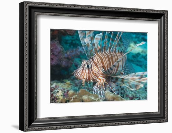 Scorpionfish (Common Lionfish) (Pterois Miles), Southern Thailand, Andaman Sea, Indian Ocean, Asia-Andrew Stewart-Framed Photographic Print