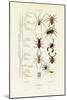 Scorpions, 1833-39-null-Mounted Giclee Print