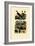 Scorpions, 1833-39-null-Framed Giclee Print