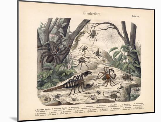 Scorpions and Spiders, C.1860-null-Mounted Giclee Print