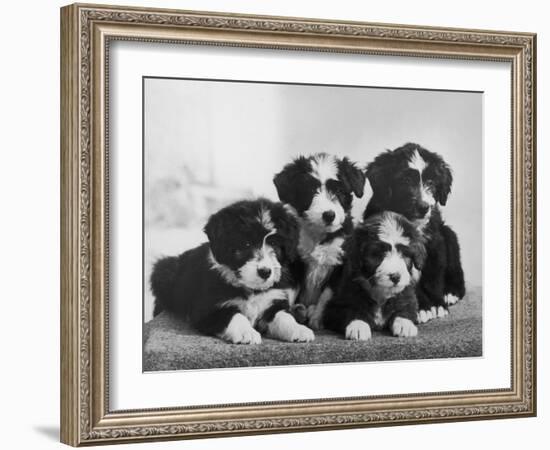 Scotch Bearded Collie Four Unidentified Puppies Owned by Willison-Thomas Fall-Framed Photographic Print