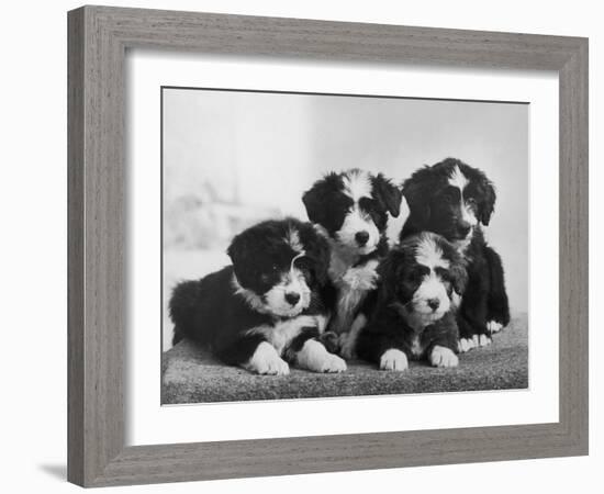 Scotch Bearded Collie Four Unidentified Puppies Owned by Willison-Thomas Fall-Framed Photographic Print