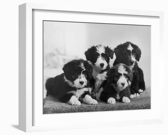 Scotch Bearded Collie Four Unidentified Puppies Owned by Willison-Thomas Fall-Framed Photographic Print