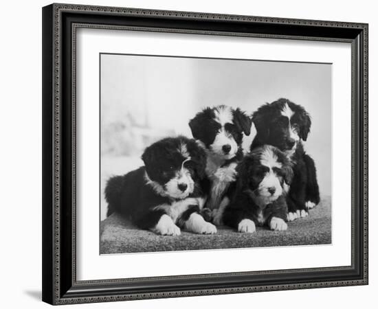 Scotch Bearded Collie Four Unidentified Puppies Owned by Willison-Thomas Fall-Framed Photographic Print