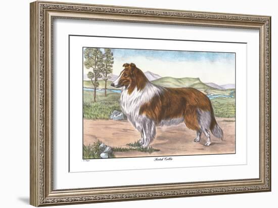 Scotch Collie-null-Framed Art Print