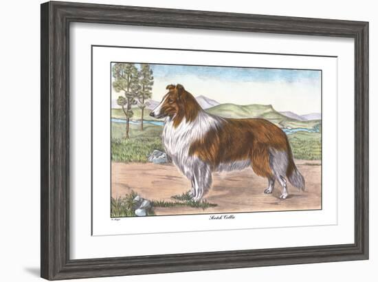 Scotch Collie-null-Framed Art Print