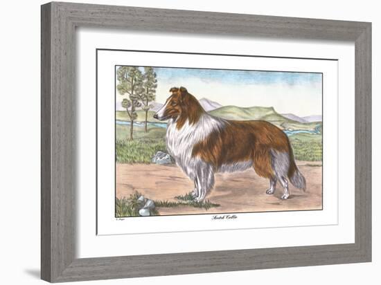 Scotch Collie-null-Framed Art Print